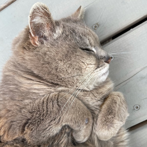 🌿🦋🌿 Welcome! 🌿🦋🌿 - Picture 2 of 8